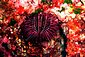 Sea Urchin